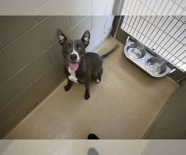 Medium Photo #1 American Pit Bull Terrier Puppy For Sale in Decatur, IL, USA