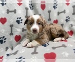 Small Photo #11 Australian Shepherd Puppy For Sale in LAKELAND, FL, USA