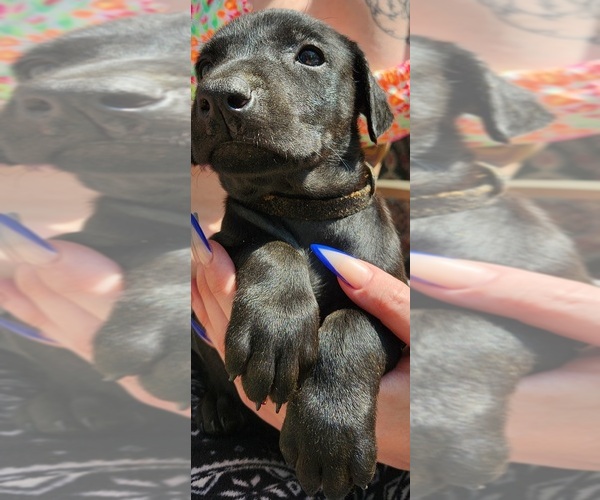 Medium Photo #1 Doberman Pinscher Puppy For Sale in Petersfield, Manitoba, Canada