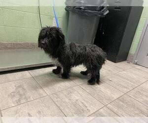 Mutt Dogs for adoption in Grand Prairie, TX, USA