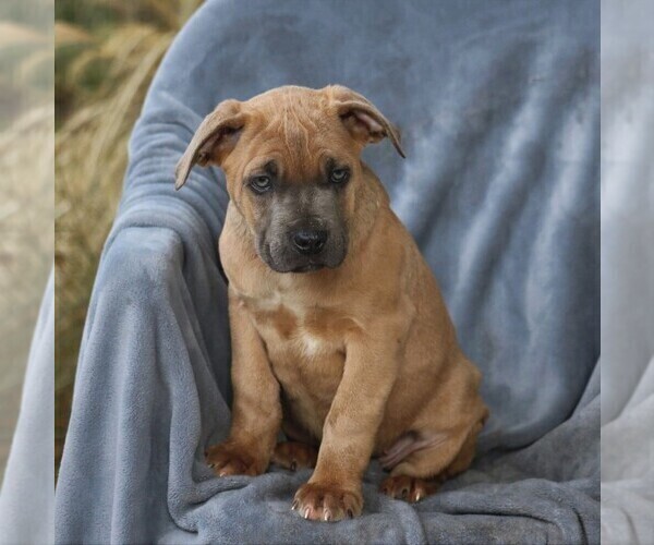 Medium Photo #1 Cane Corso Puppy For Sale in MYERSTOWN, PA, USA