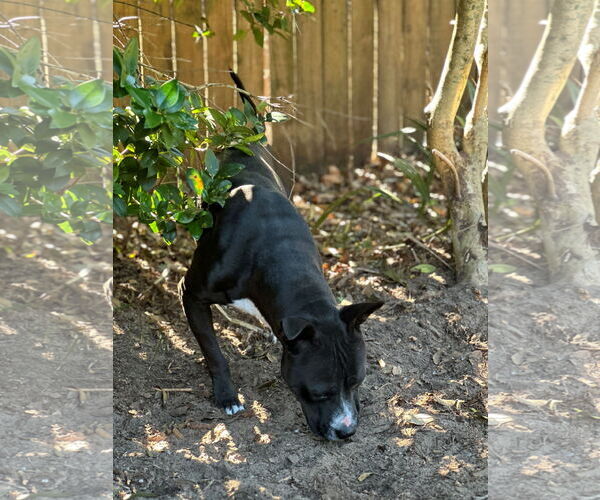 Medium Photo #2 Mutt Puppy For Sale in Hilton Head, SC, USA