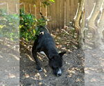 Small #1 Mutt