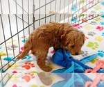 Small #4 Cavapoo mix (+ Poodle Miniature)