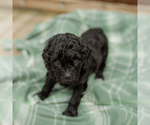 Small Photo #23 Goldendoodle Puppy For Sale in GREENBRIER, AR, USA