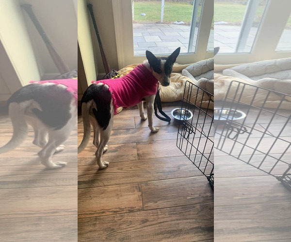 Medium Photo #4 Mutt Puppy For Sale in Westwood, NJ, USA