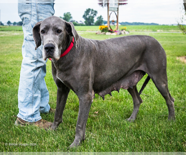 Medium Photo #1 Great Dane Puppy For Sale in WAKARUSA, IN, USA