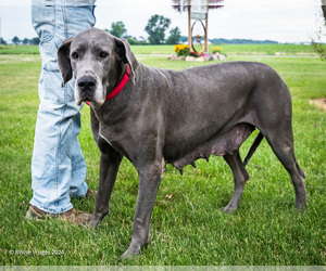 Mother of the Great Dane puppies born on 04/24/2026