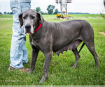 Small Photo #1 Great Dane Puppy For Sale in WAKARUSA, IN, USA