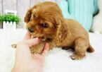 Small Photo #9 Cocker Spaniel Puppy For Sale in FULLERTON, CA, USA