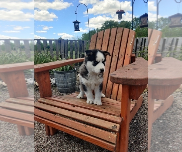 Medium Photo #14 Siberian Husky Puppy For Sale in AUBURN, NY, USA