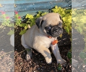 Pug Puppy for sale in BONAIRE, GA, USA