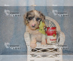 Small Photo #17 Australian Shepherd-Poodle (Toy) Mix Puppy For Sale in SANGER, TX, USA