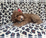 Small #7 Cavapoo