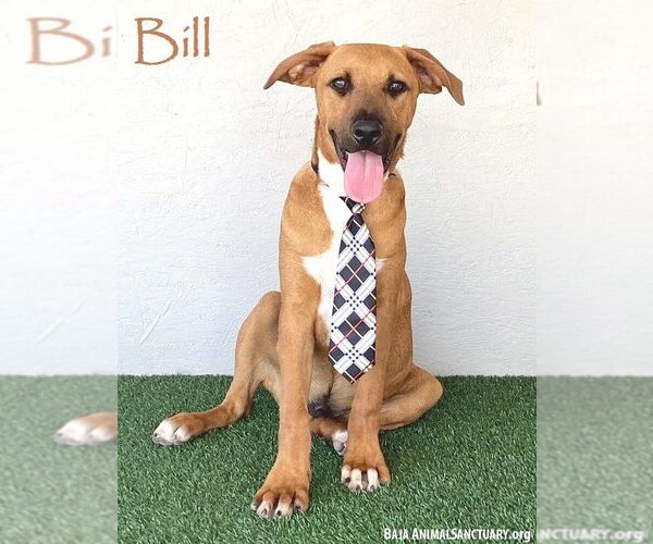 Medium Photo #1 Rhodesian Ridgeback-Unknown Mix Puppy For Sale in San Diego, CA, USA