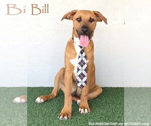 Rhodesian Ridgeback-Unknown Mix Dogs for adoption in San Diego, CA, USA