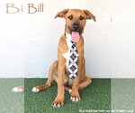 Small Rhodesian Ridgeback Mix