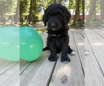 Small Photo #4 Bernedoodle Puppy For Sale in HARRISON, MI, USA