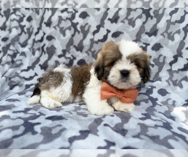 Medium Photo #4 Lhasa Apso Puppy For Sale in LAKELAND, FL, USA