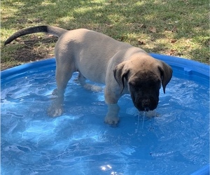 Mastiff Puppy for sale in ITALY, TX, USA