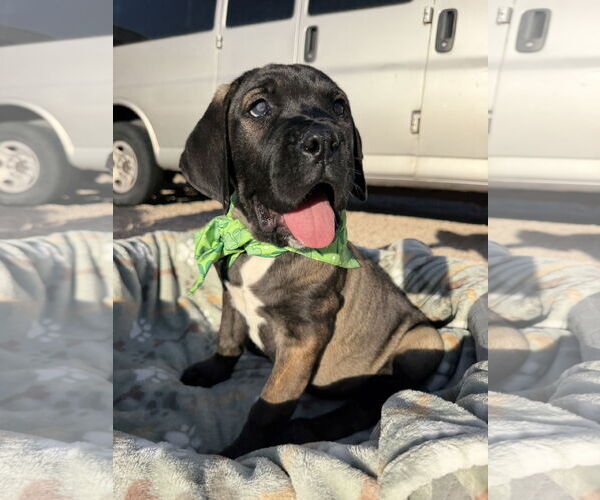 Medium Photo #4 Mutt Puppy For Sale in Goodyear, AZ, USA