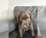 Puppy Puppy 3 Labrador Retriever