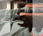 Small #3 Mutt