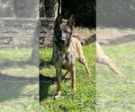 Small #1 German Shepherd Dog Mix