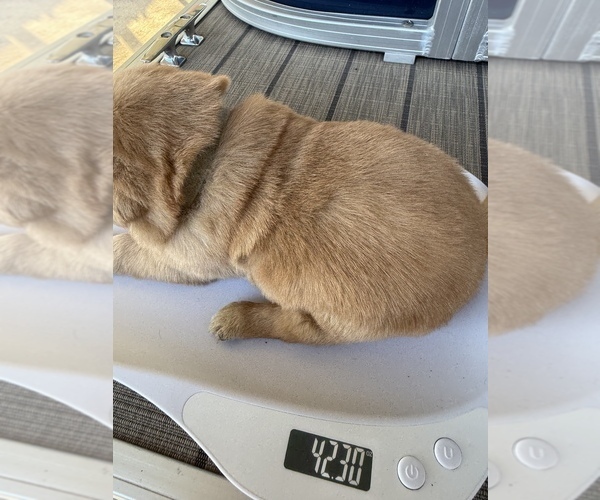 Medium Photo #4 Labrador Retriever Puppy For Sale in CLINTWOOD, VA, USA