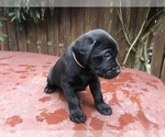 Small Photo #19 Labrador Retriever Puppy For Sale in TACOMA, WA, USA