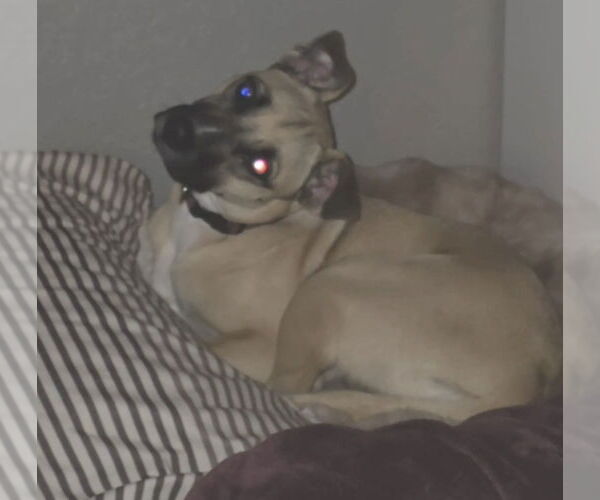 Medium Photo #3 Black Mouth Cur-Unknown Mix Puppy For Sale in Fort Collins, CO, USA