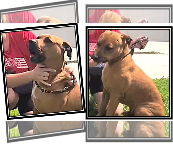 Medium Photo #2 Black Mouth Cur-Unknown Mix Puppy For Sale in Sanford, FL, USA