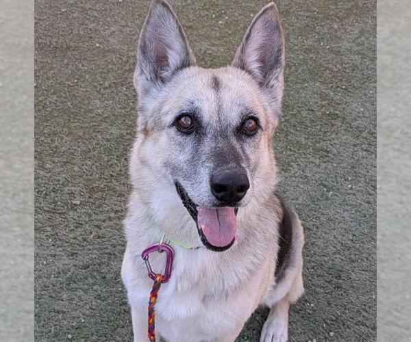 Medium Photo #1 German Shepherd Dog-Unknown Mix Puppy For Sale in Las Vegas, NV, USA