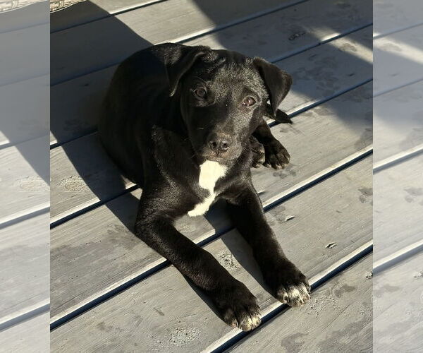 Medium Photo #9 Labrador Retriever-Unknown Mix Puppy For Sale in Garner, NC, USA