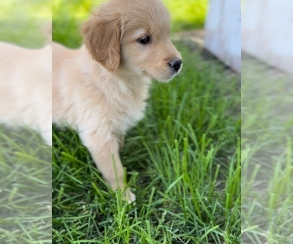 Medium Photo #2 Golden Retriever Puppy For Sale in EDWARDSBURG, MI, USA