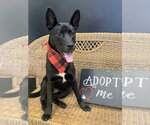 Small #1 Mutt