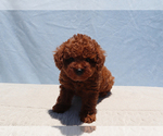 Small #2 Poodle (Toy)