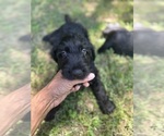 Small Photo #4 Cane Corso-Goldendoodle Mix Puppy For Sale in TEMPLE HILLS, MD, USA