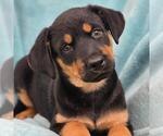 Small Photo #3 Mutt Puppy For Sale in San Diego, CA, USA