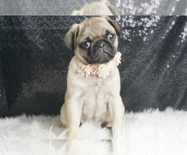 Medium Photo #4 Pug Puppy For Sale in WARSAW, IN, USA