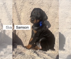 Doberman Pinscher Puppy for sale in POMEROY, OH, USA