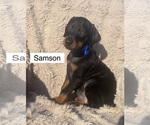 Image preview for Ad Listing. Nickname: Samson