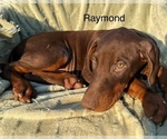 Small Photo #4 Doberman Pinscher Puppy For Sale in POMEROY, OH, USA