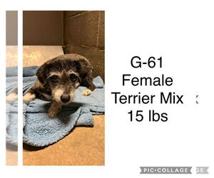Mutt Dogs for adoption in San Diego, CA, USA