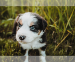 Small Photo #4 Australian Shepherd Puppy For Sale in NEW MADISON, OH, USA