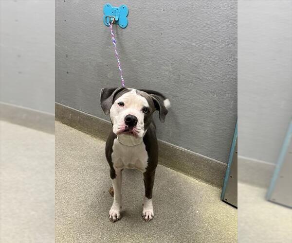 Medium Photo #1 Mutt Puppy For Sale in Las Vegas, NV, USA