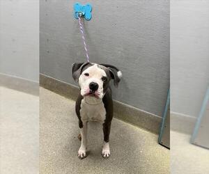 Mutt Dogs for adoption in Las Vegas, NV, USA