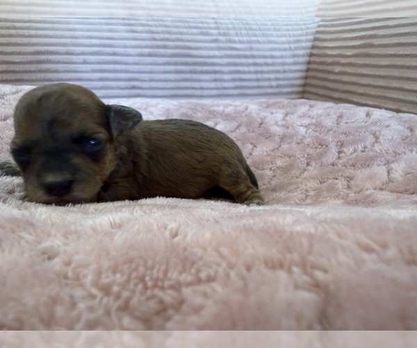 Medium Photo #10 Yorkipoo Puppy For Sale in ARLINGTON, TX, USA