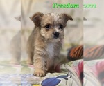 Small #1 Chorkie-Yorkshire Terrier Mix