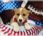 Small Photo #4 Pembroke Welsh Corgi Puppy For Sale in GLEN ROCK, PA, USA